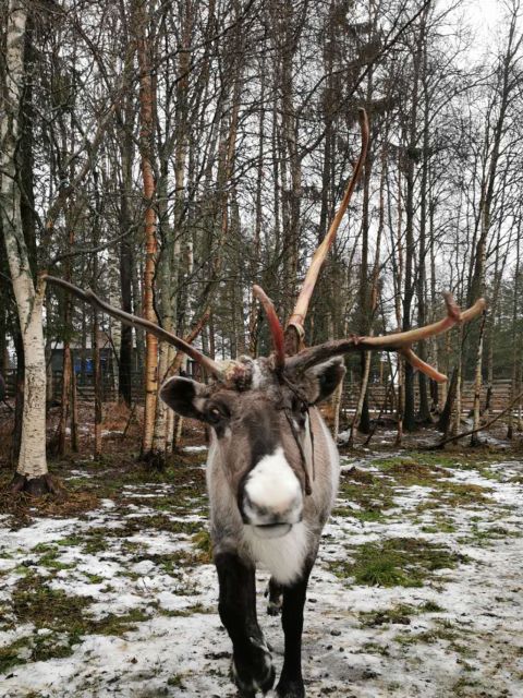 Rovaniemi: Reindeer, Huskies, Santas Pets & Aurora BBQ Tour - Frequently Asked Questions