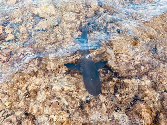 Sal: Salt Lake Tour, Shark Bay and Pedra De Lume Village - Frequently Asked Questions