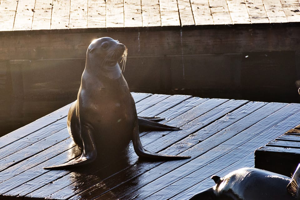 San Francisco Bay: Adventure Boat Tour - Frequently Asked Questions