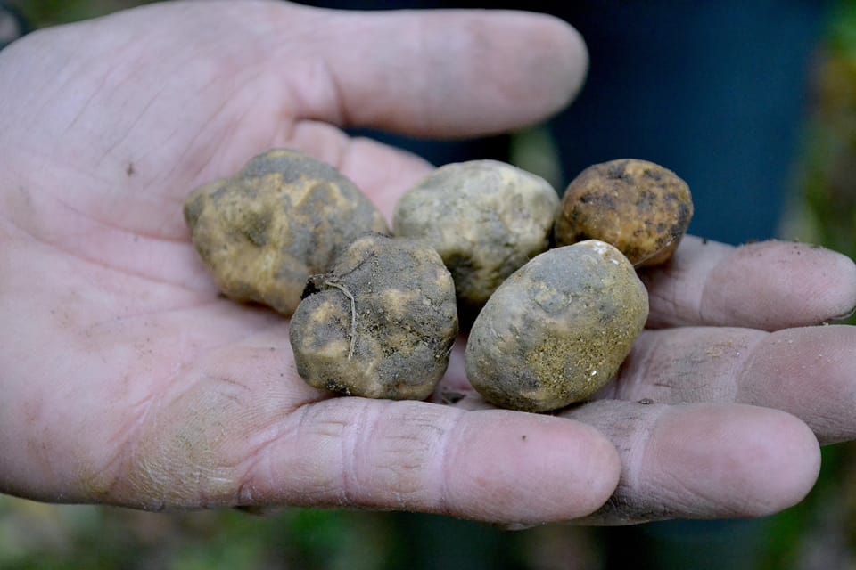 San Miniato: Truffle Hunting, Food, and Gourmet Experience - Frequently Asked Questions