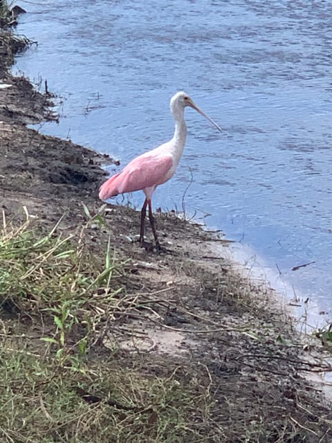 Sarasota: Myakka State Park E-bike Safari Experience - Frequently Asked Questions