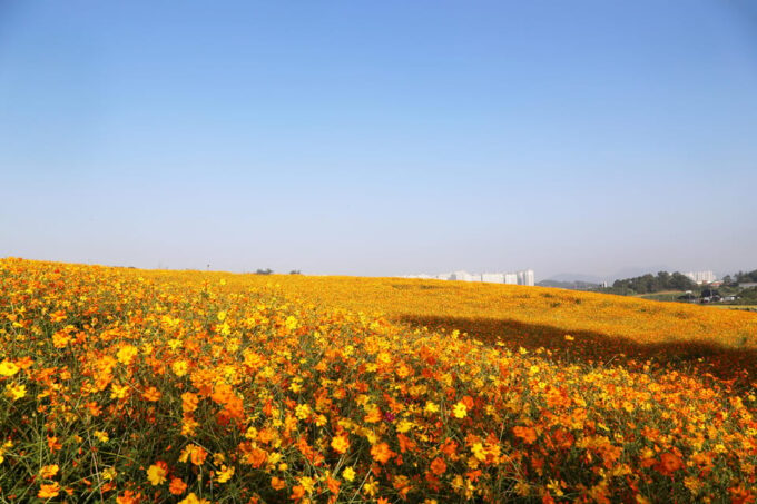 Seoul: Anseong UNESCO Performance/Kimchi Making One Day Tour - Frequently Asked Questions