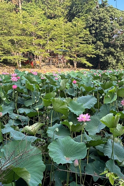 Serene Cycling in Arashiyama: Electric Bike Tour With Guide - Recap