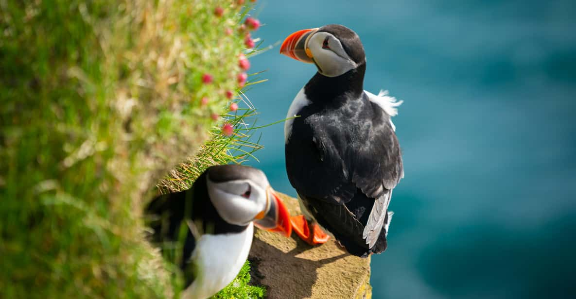 Seydisfjordur: Scenic Drive and Puffins Half-Day Trip - Frequently Asked Questions