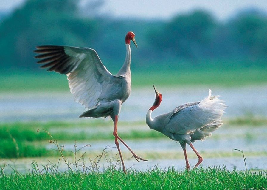 Siem Reap: Prek Toal Tonle Sap Biosphere Reserve Tour - Frequently Asked Questions