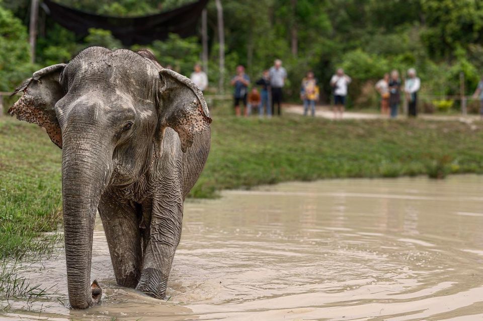 Siem Reap: Small Group Tour of Kulen Elephant Forest - Frequently Asked Questions