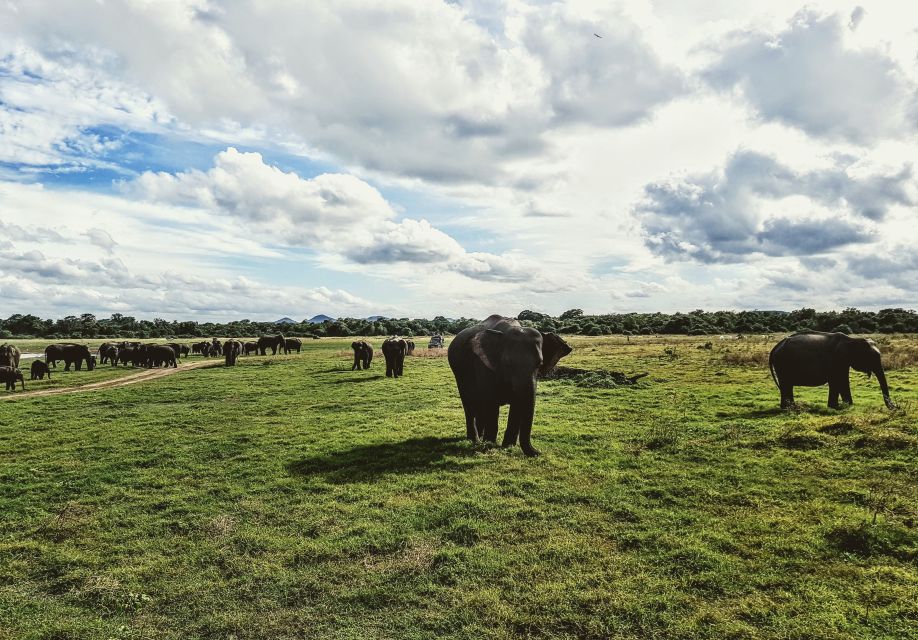 Sigiriya Dambulla & Minneriya Safari With Pickup/Drop - Frequently Asked Questions