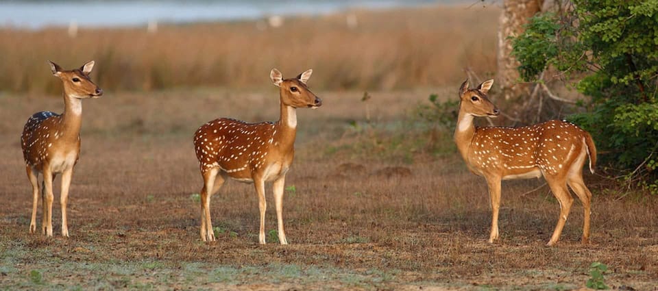 Sigiriya & Jeep Safari: All Inclusive Tour From Colombo - Frequently Asked Questions