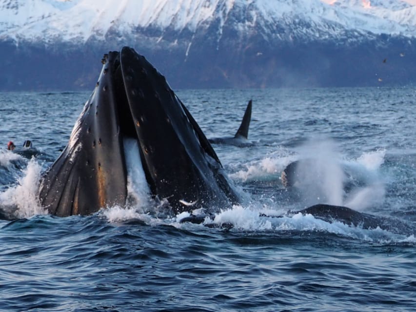 Skjervøy: Whale and Orca Watching Tour by RIB Boat - Frequently Asked Questions