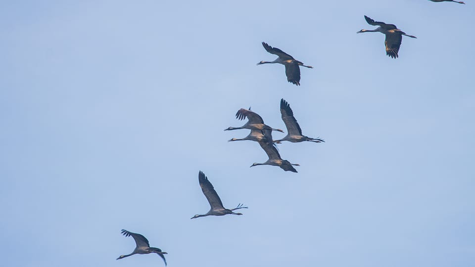 Small Crane Tour With MS Swantevit From Zingst - Frequently Asked Questions