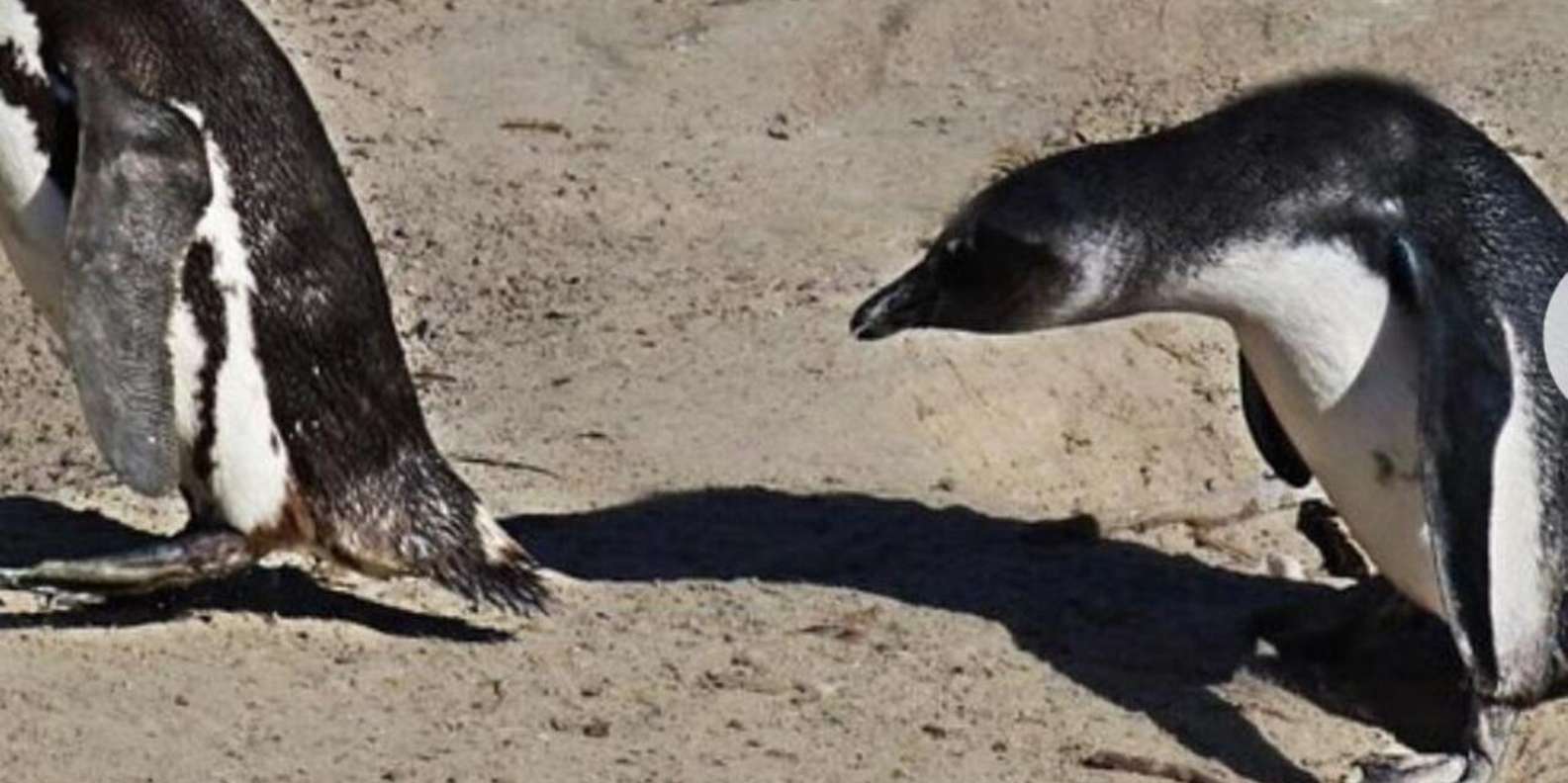 Small Group: African Penguins,Boulders Beach-Half-Day Tour. - The Sum Up