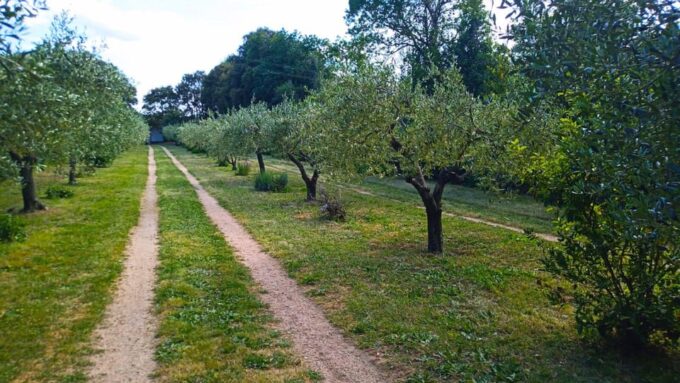 Tempio Pausania: Visit a Distillates Workshop With Tasting - Frequently Asked Questions