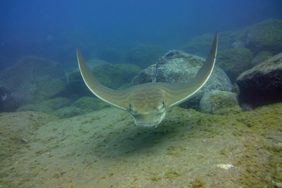 Tenerife: 2 Diving Sessions for Certified Divers - Frequently Asked Questions