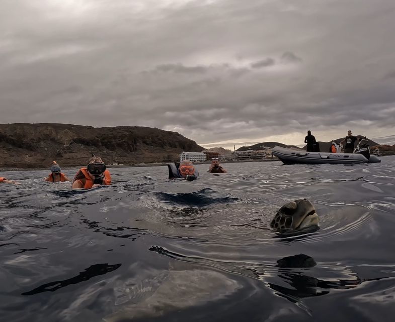 Tenerife: Kayak and Snorkel With Turtles - Frequently Asked Questions