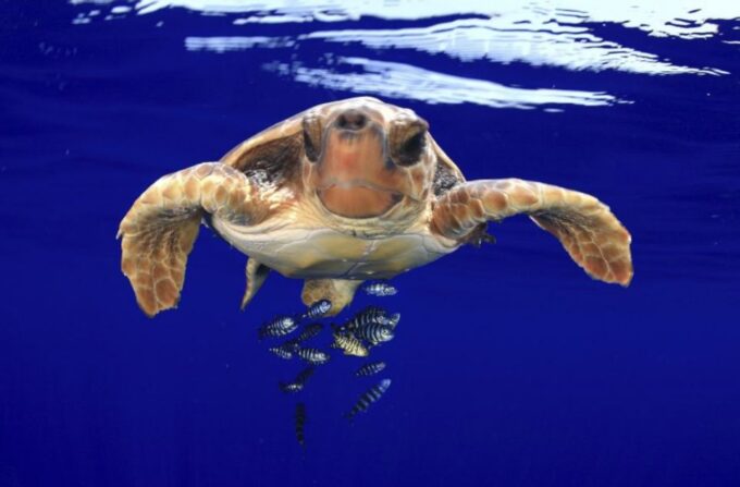 Tenerife: Kayak Safari and Sea Turtle Snorkeling - Frequently Asked Questions