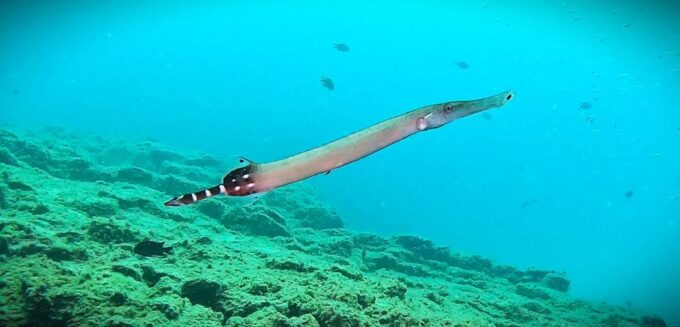 Tenerife: Private Scuba Diving Experience With Photos - Language Options