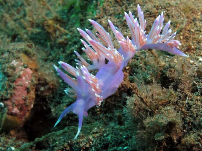 Tenerife Scuba Diving for Certified Divers - Frequently Asked Questions