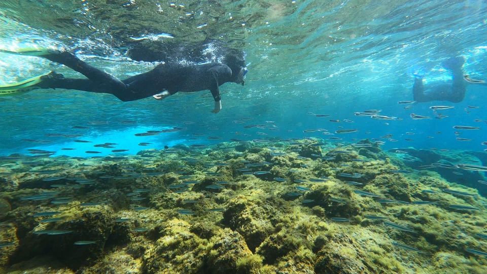 Tenerife: Snorkeling Tour in a Marine Protected Area - Frequently Asked Questions