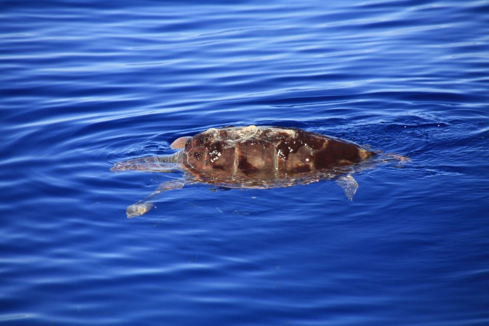 Tenerife: Whale and Dolphin Watching Boat Tour - Frequently Asked Questions