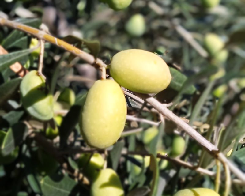 The Olive Oil Experience @ Lefkada Micro Farm - Frequently Asked Questions