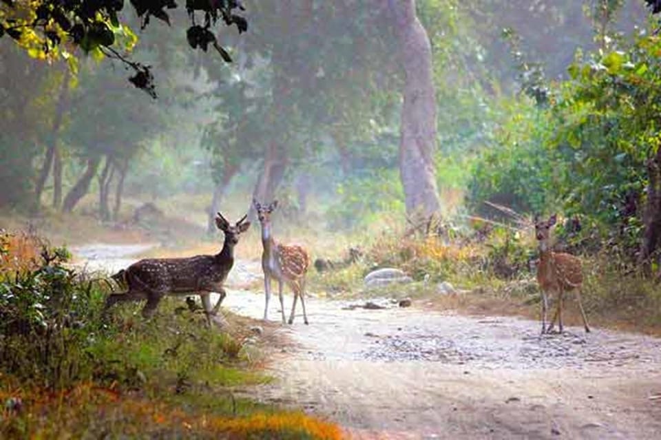 Three-Day Excursion to Jim Corbett National Park - The Sum Up