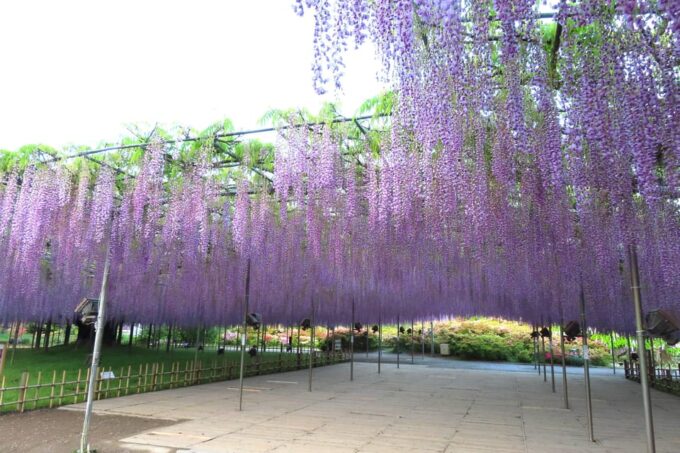 Tokyo: Ashikaga Flower Park With Entry Ticket - Frequently Asked Questions