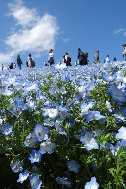 Tokyo:Hitachi Seaside Park/Oarai Isosaki Shrine Private Tour - Frequently Asked Questions