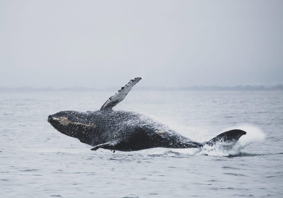 Tromsø Whale Safari With MS Gabriele - Frequently Asked Questions