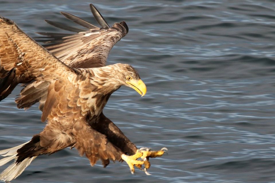 Tromsø: Wildlife Bird Fjord Cruise With Lunch and Drinks - Frequently Asked Questions