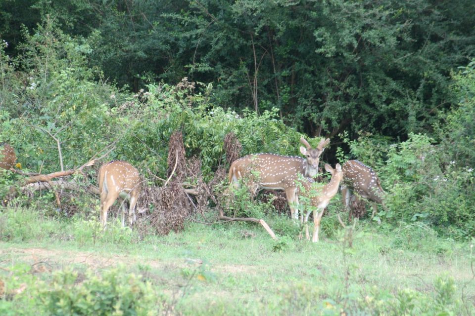 Udawalawe: Udawalawe Wild Safari Tours - Frequently Asked Questions