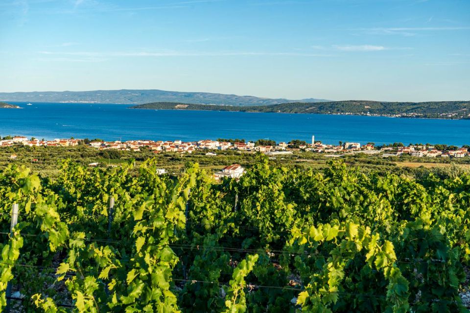 Vineyard Experience: Wine Tasting Near Split - Age and Accessibility