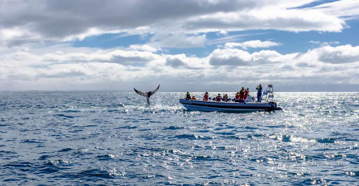 Whale Watching in Reykjavik by Speedboat - Frequently Asked Questions