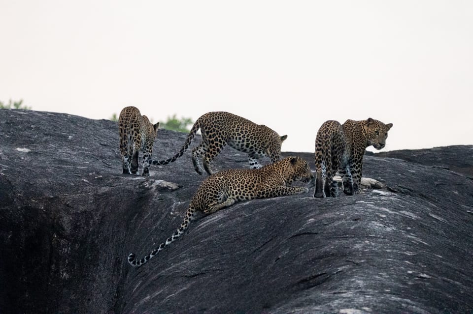 Yala National Park: Half Day Safari With Yala Odyssey Tours - Frequently Asked Questions