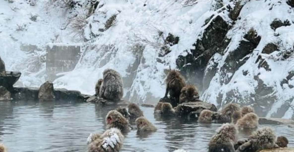 A Memorabele Snow Monkey Park & Zenkoji Temple Private Tour - Features of the Tour