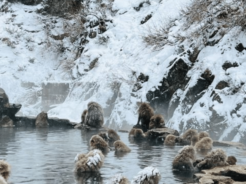 A Memorabele Snow Monkey Park & Zenkoji Temple Private Tour - Key Points