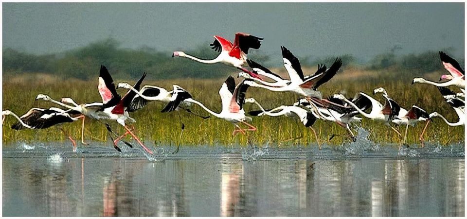 Agra to Jaipur One Way Transfer With Keoladeo Birds Park - Itinerary Highlights