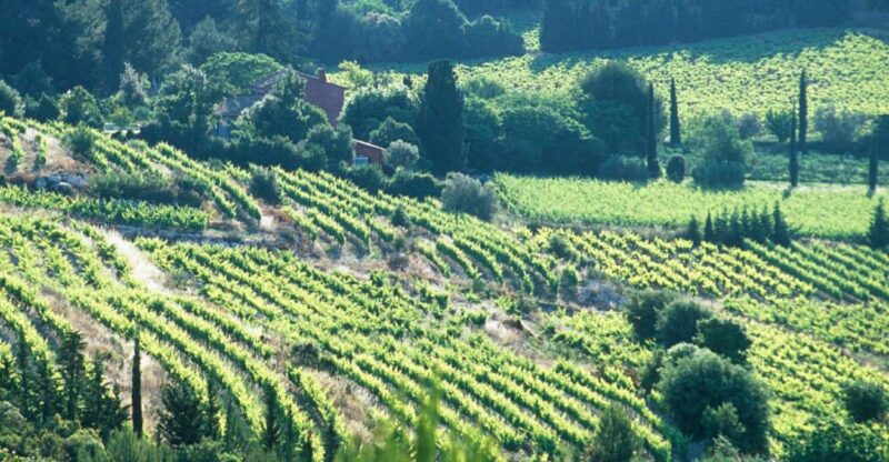 Aix-en-Provence: Half Day Wine Tour in Bandol and Cassis - Key Points