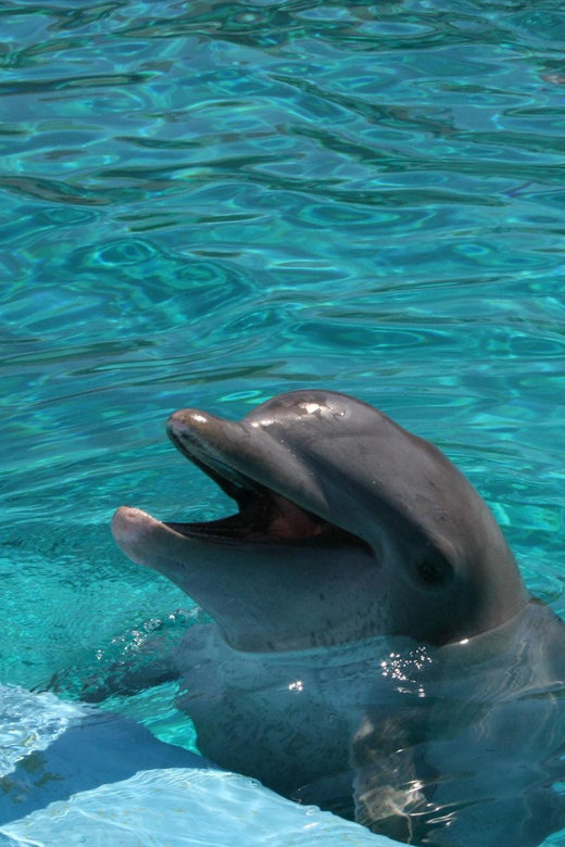 Alanya: Dolphin and Sea Lion Show at Sealanya Dolphin Park - Key Points