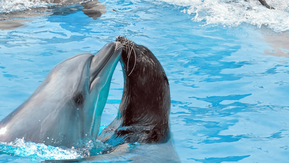 Alanya: Dolphin Park Transfers Service From All Locations - Highlights of the Experience