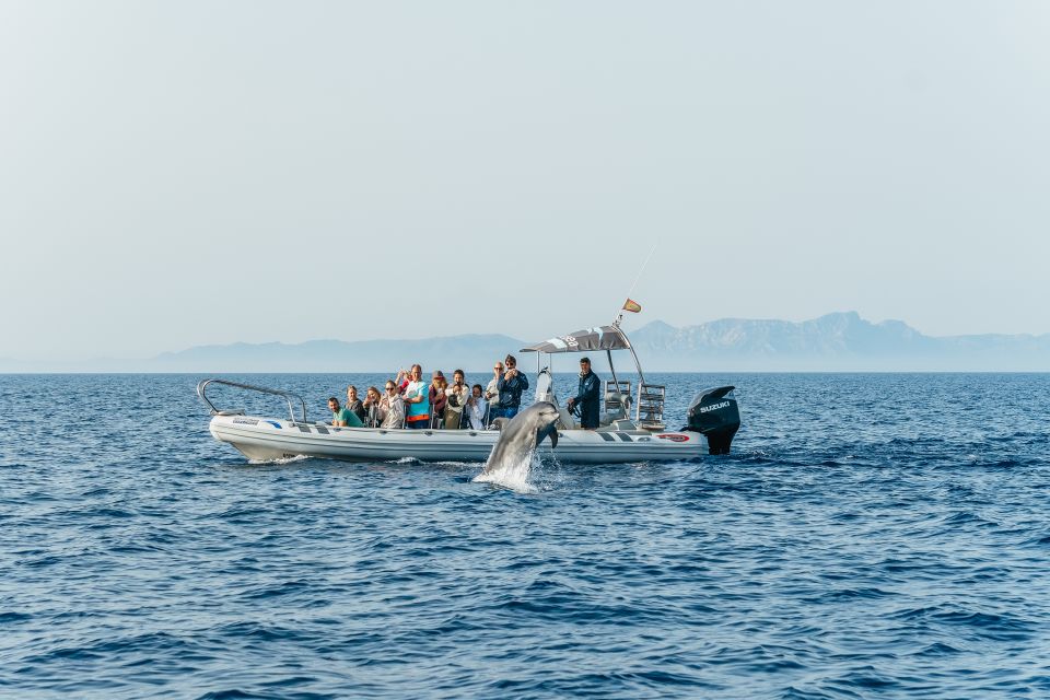 Alcudia/Can Picafort: Dolphin-Watching Cruise in Small Group - Key Points