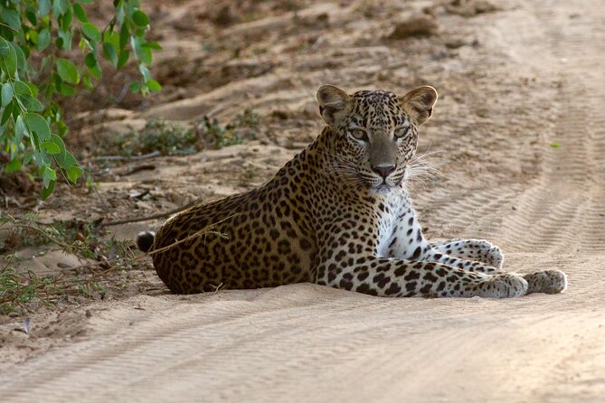 All Inclusive Private Full Day Safari in Yala National Park With Lunch - Good To Know