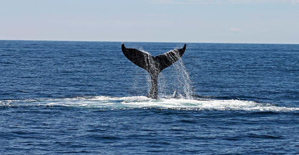 Alta Fjord: Private Whale Watching Tour - Good To Know