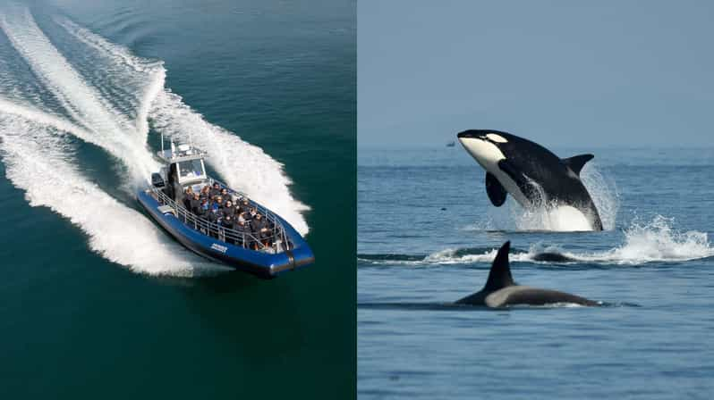 Anacortes: Whale Watching Adventure Tour - Key Points