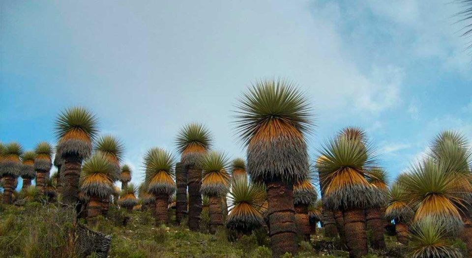 Ancash: Nevado Pastors and Puyas Raymondi Tour | Full Day | - Key Points