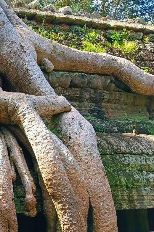 Angkor Wat Sunrise & Small Circuit - Experience Highlights
