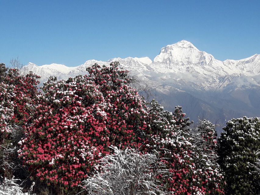 Annapurna: 4 Day Poon Hill Ghandruk Trek - Key Points