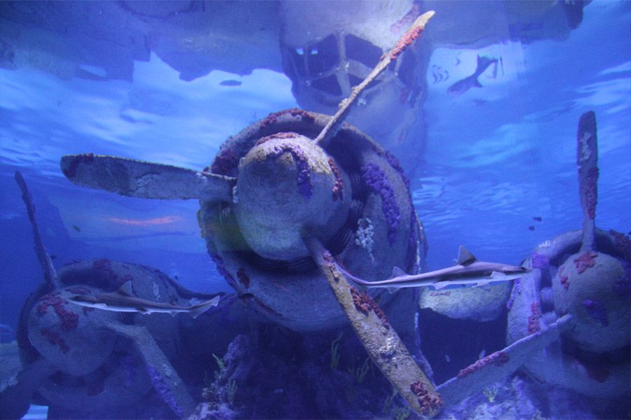 Antalya: Aquarium Entrance Ticket & Optional Transfer - Key Points