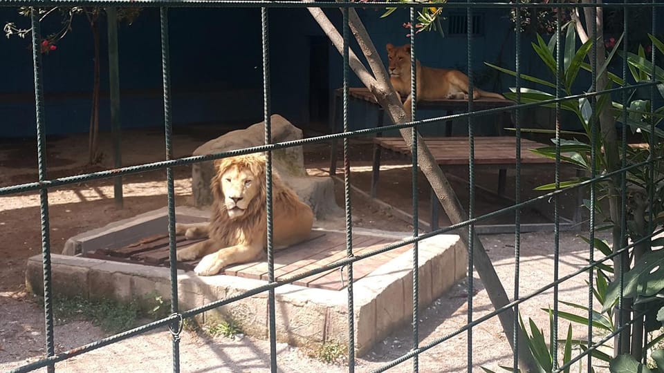 Antalya: Lion Safari Experience With Transfer - Key Points