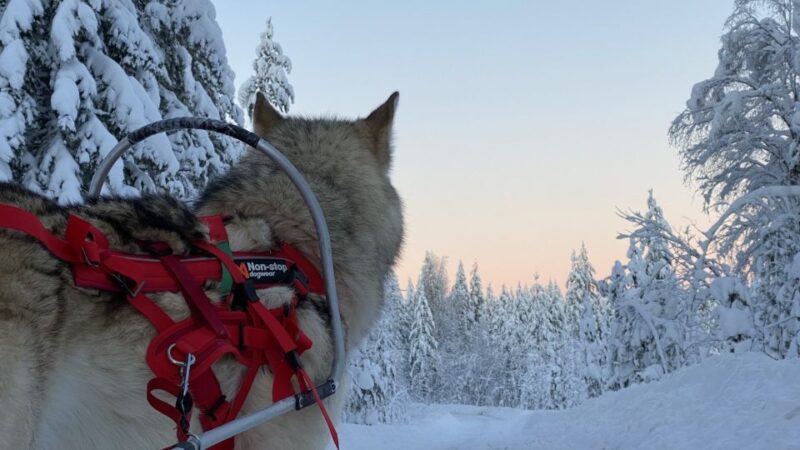 Arctic Wolf Extreme - Private Tour - Key Points