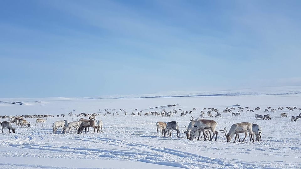 Authentic Sami Reindeer Herding Adventure in Arctic Norway - Good To Know